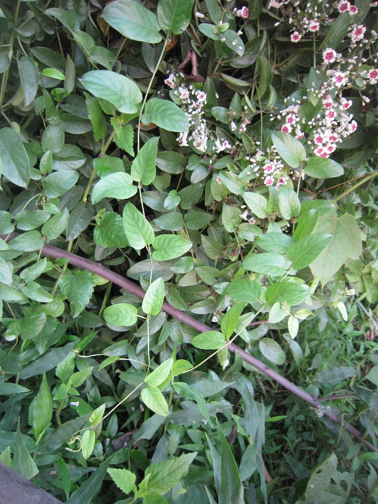 是茜草科,鸡屎藤属藤状 a target="_blank" href="/item/灌木