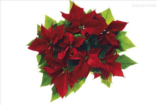  p>大戟科是 a target="_blank" href="/item/被子植物门/229000"