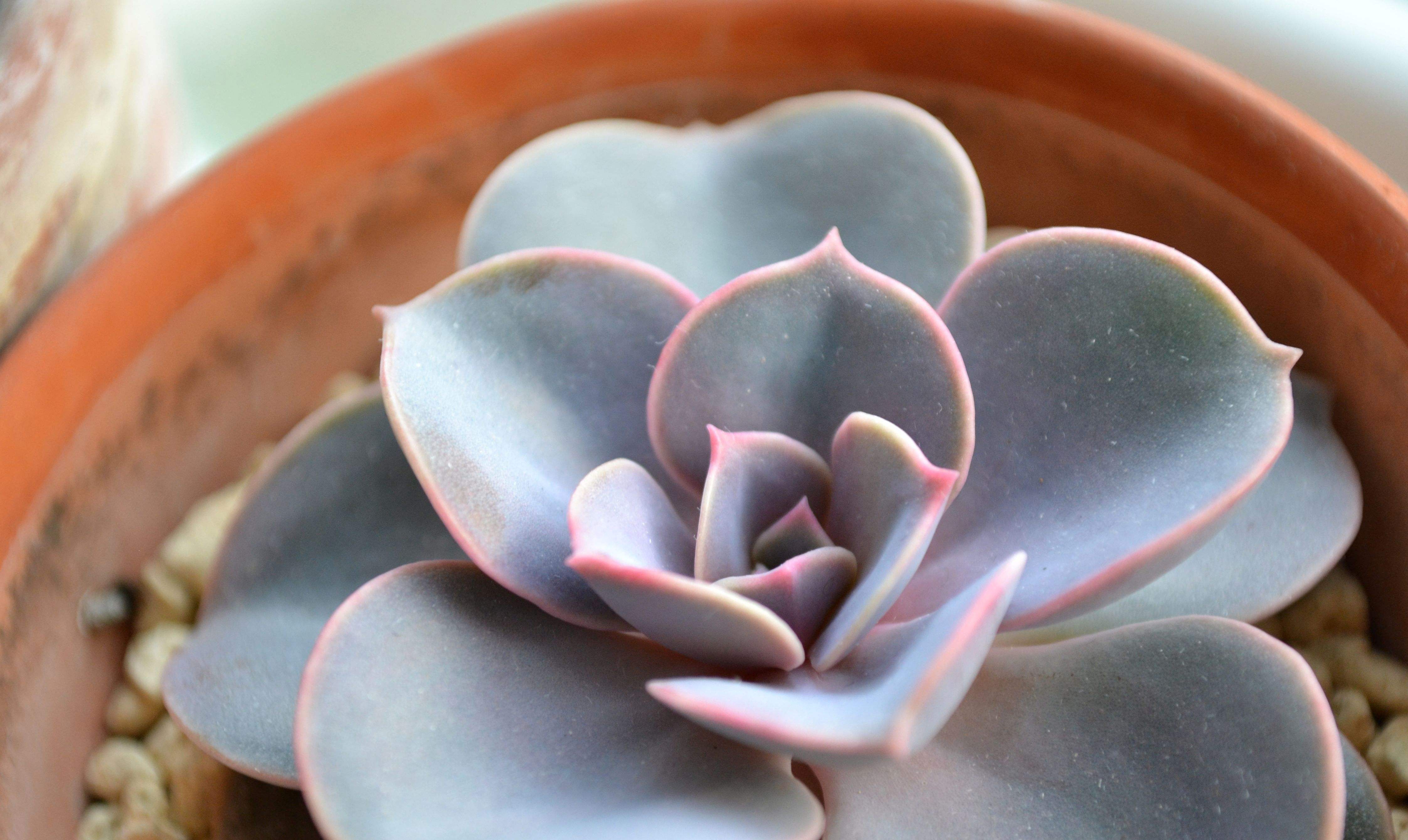  p>紫珍珠(echeveria perle von nürnberg) a target="_blank"