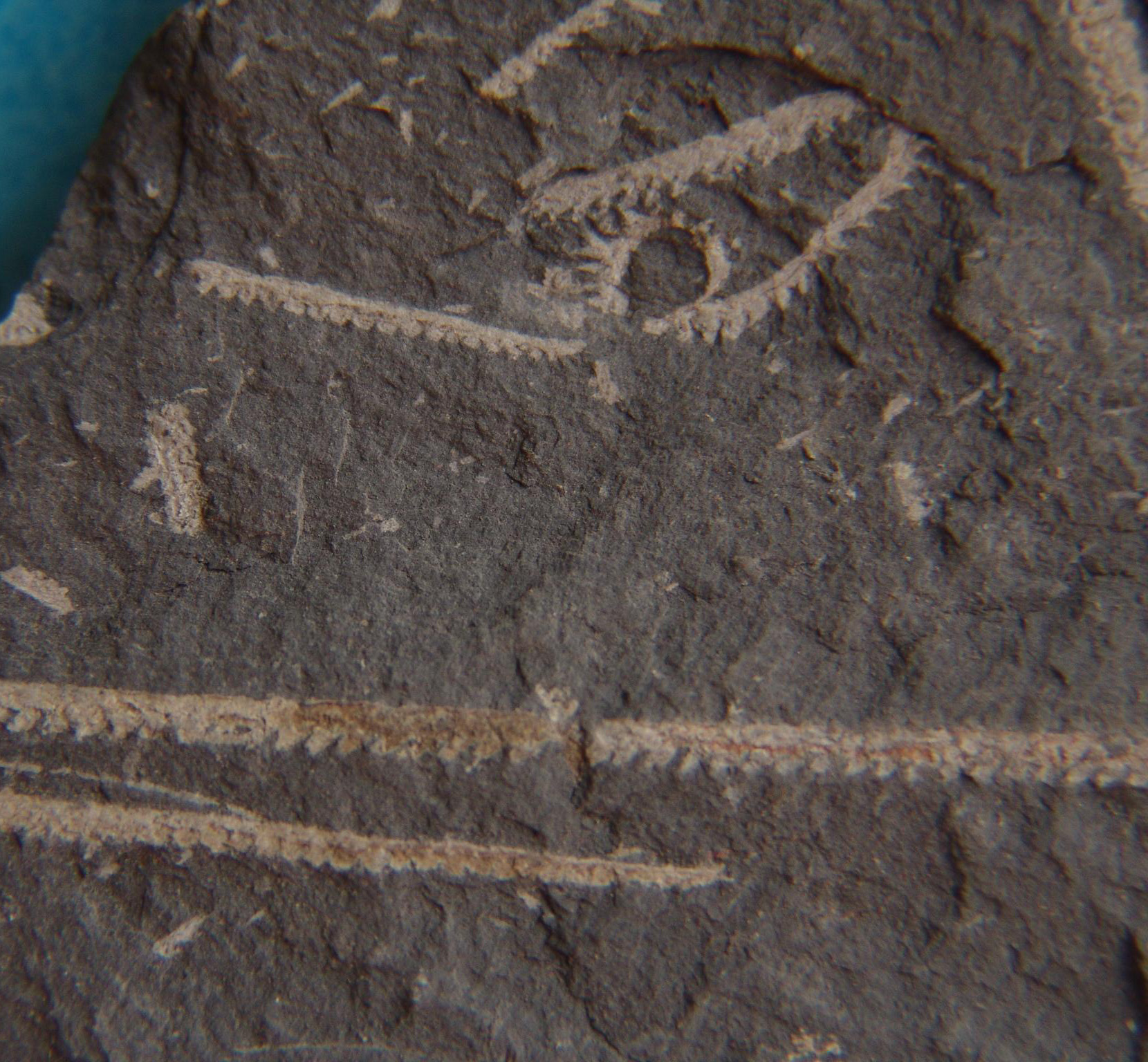 正笔石式树形笔石亚目