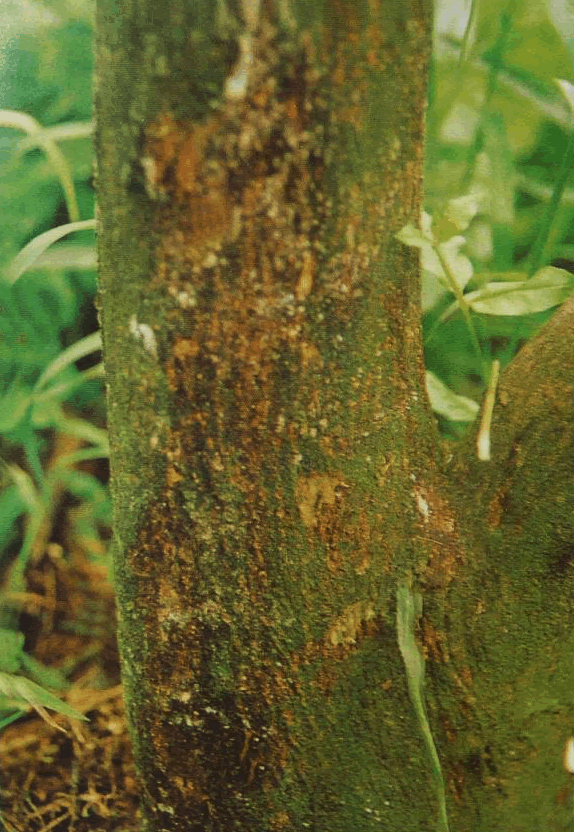 柑橘脚腐病
