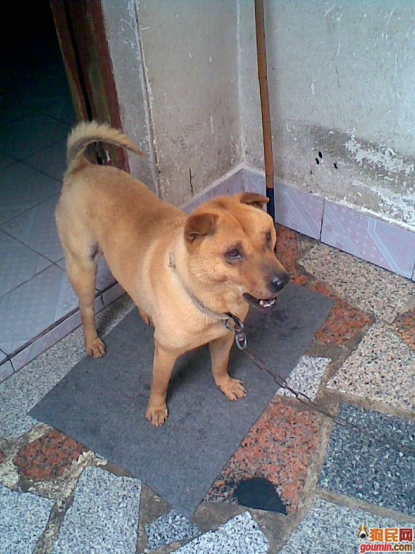  p>春和犬属 a target="_blank" href="/item