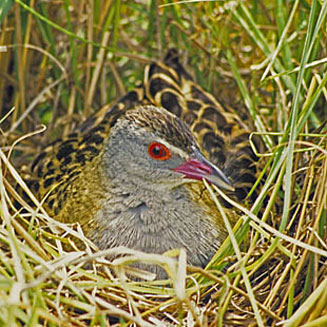  p>非洲秧鸡,又名非洲茶鸡(学名: i>crecopsis egregia /i>)属中小型 