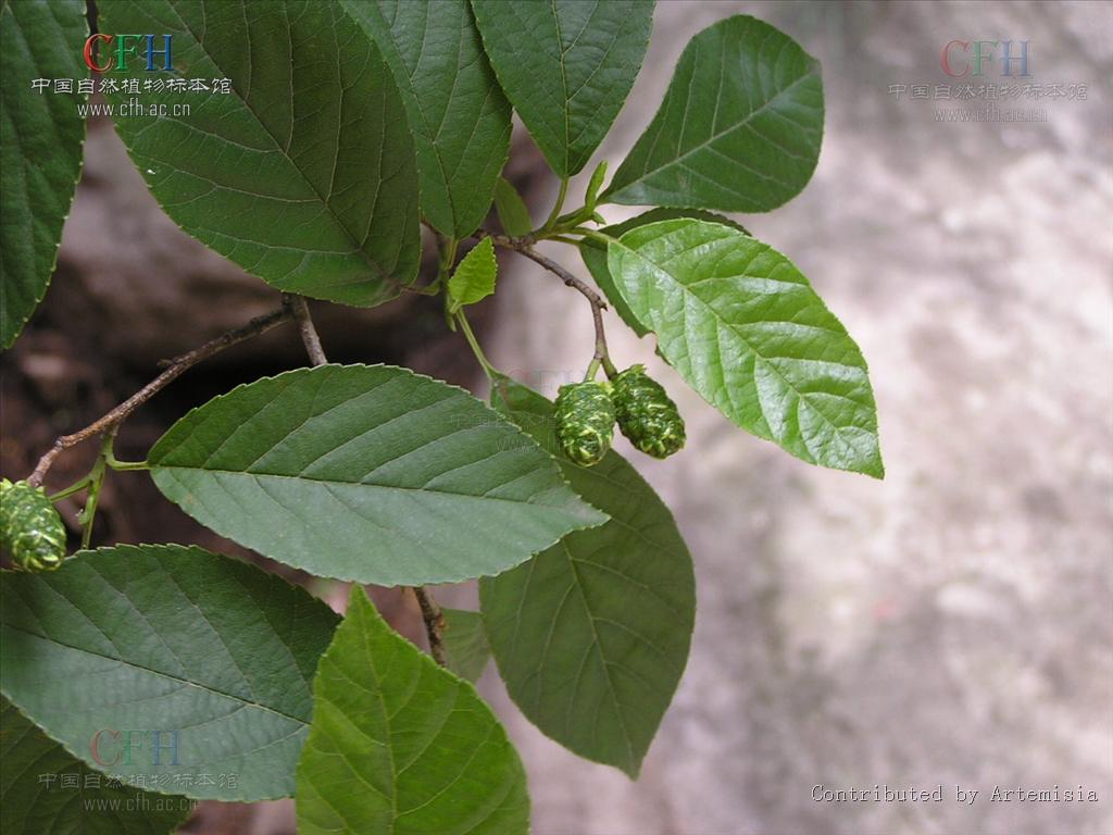  p>日本桤木(学名: i>alnus japonica /i> (thunb.) steud.