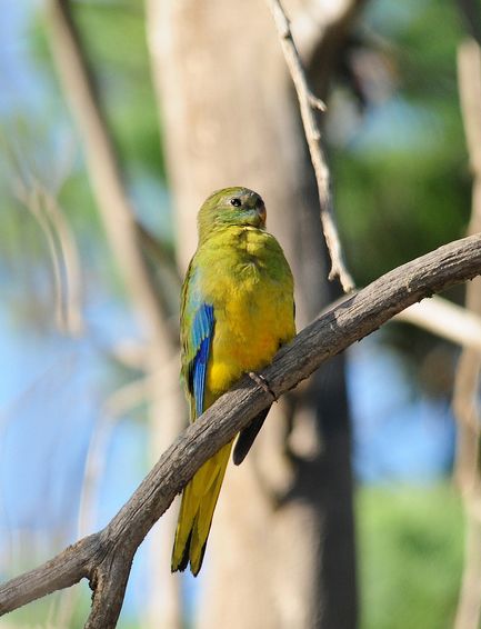  p>蓝绿鹦鹉(学名: i>neophema pulchella /i>)是典型的 a href="#"