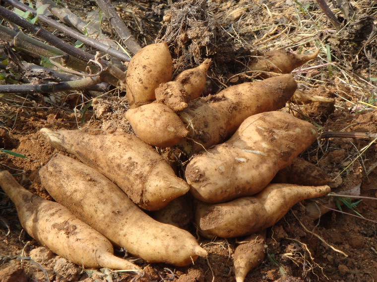  p>雪莲果(学名: i>smallanthus /i>  i>sonchifolius /i> (poepp.