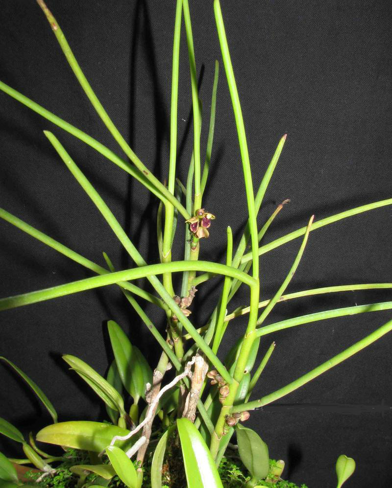  p>小花钗子股(学名: i>luisia brachystachys /i>  (lindl.) bl.