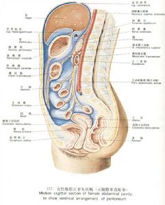  p>小网膜孔(又称winslow孔)是网膜囊的唯一孔道,其前方为 a target="