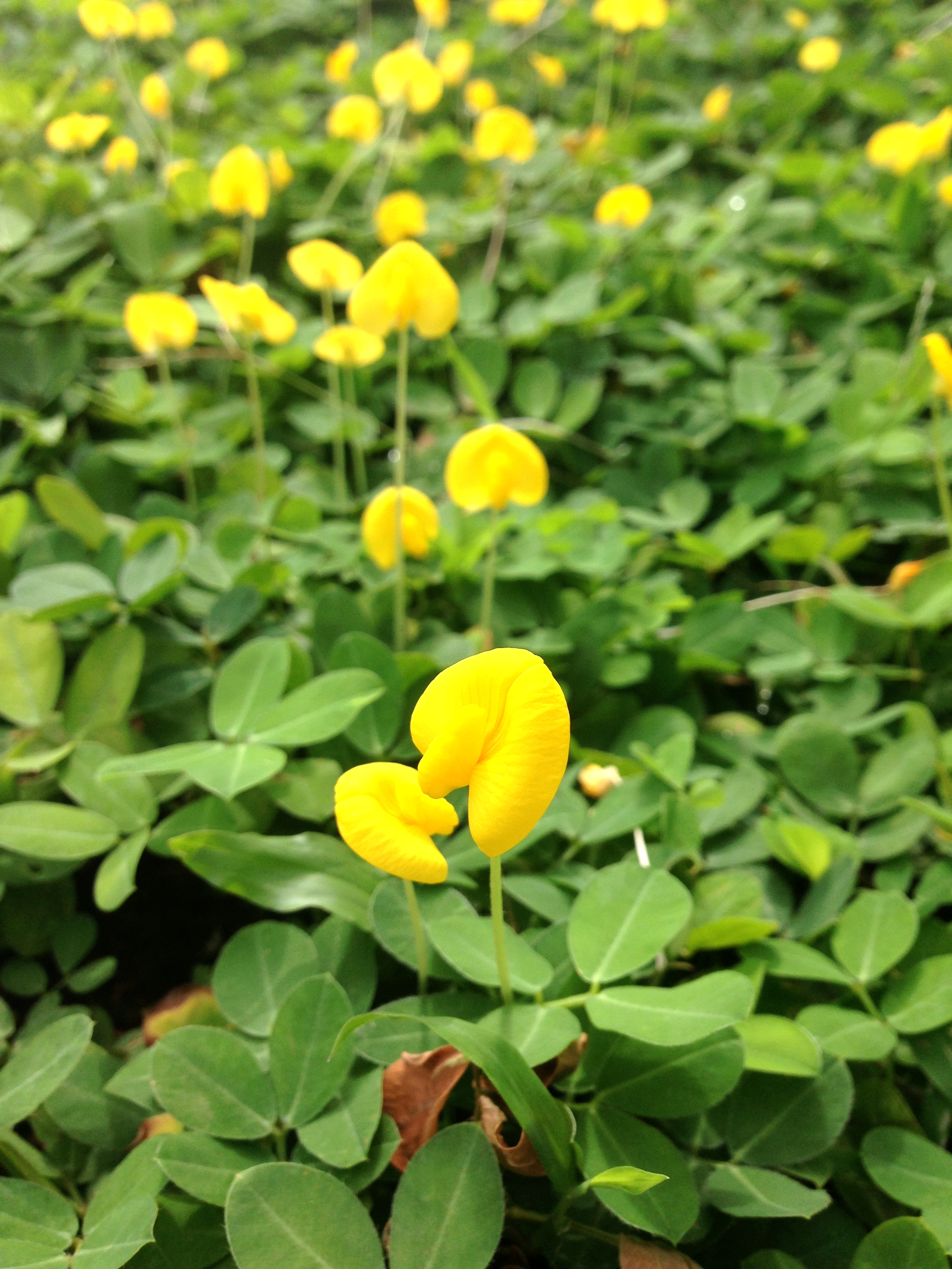  p>蔓花生(学名: i>arachis duranensis /i> krapov. &amp; w.c.