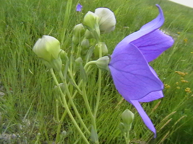  p>贵州羊奶子(学名: i>elaeagnus guizhouensis /i> c. y.