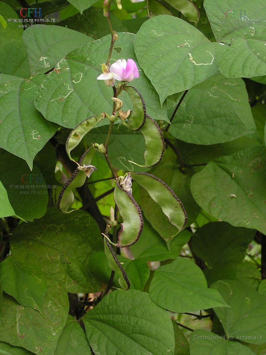 sweet)是豆科扁豆属多年生缠绕藤本植物.