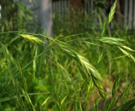 ( i>bromus catharticus /i> vahl)是禾本科,雀麦属一年生草本植物