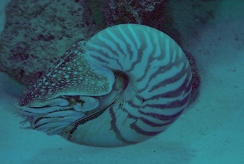  p>鹦鹉螺(学名:nautiloidea):是头足纲,鹦鹉螺科的海洋 a href="#">