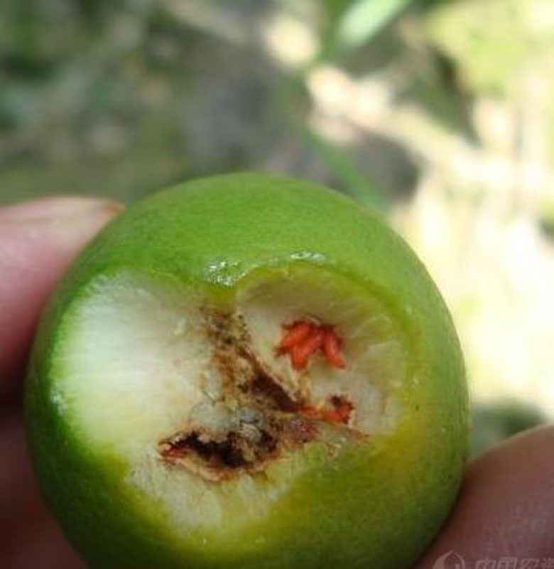  p>昆虫名,为双翅目,瘿蚊科.寄主是梨树.