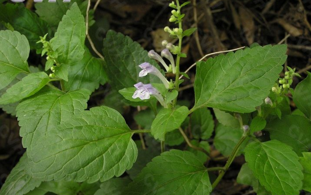  /i> georgi),别名山茶根,土金茶根,是唇形科黄芩属多年生草本植物
