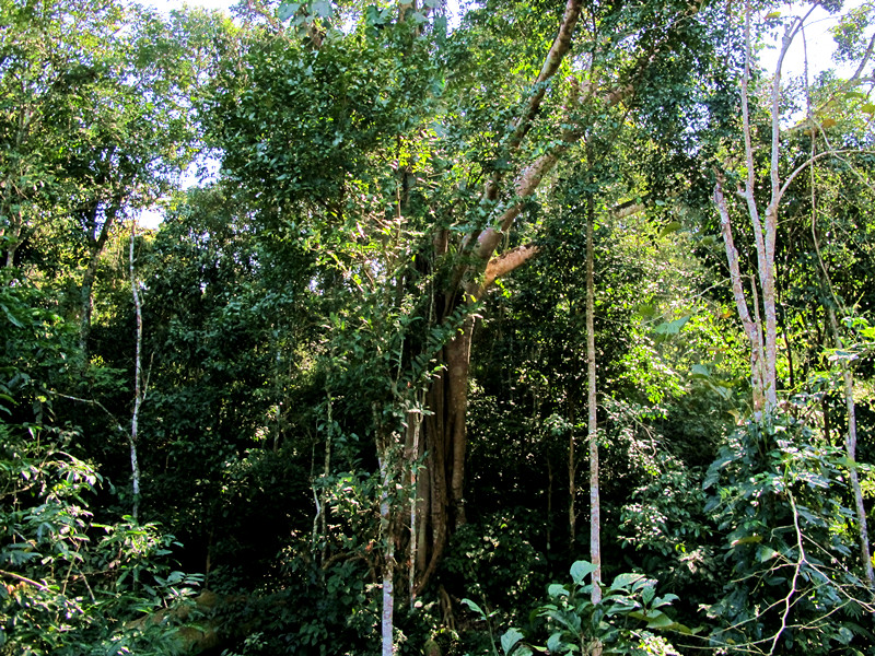  p>热带季雨林(tropical monsoon forest):是分布于热带,有周期性干