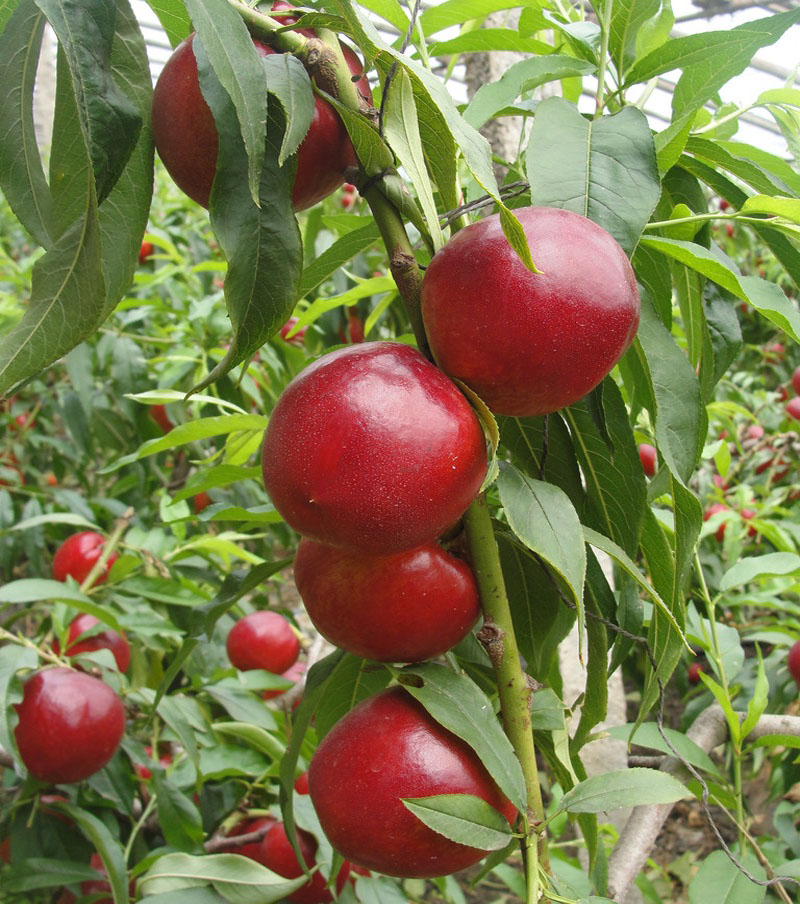  p data-id="gn7d4e6vz5">全红型中晚熟白肉甜油桃,北京地区8月中旬