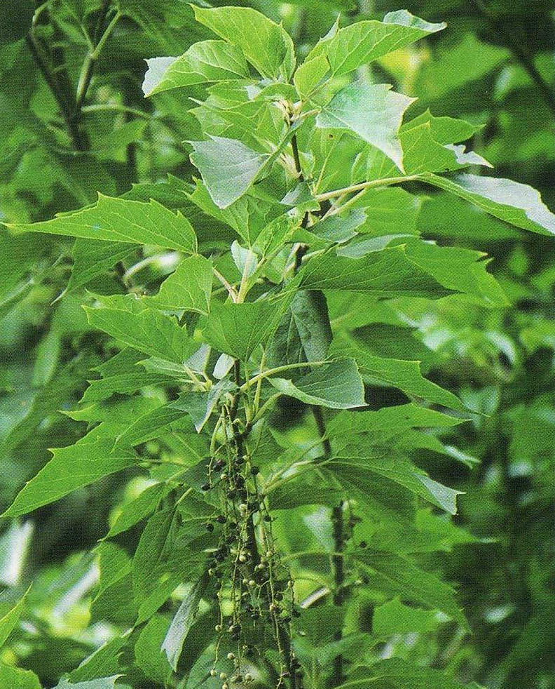  p>鞘柄木属toricellia dc.