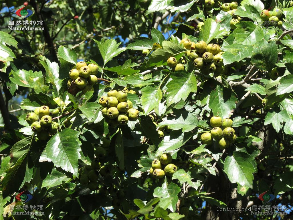  p>山楂属(学名: i>crataegus l.