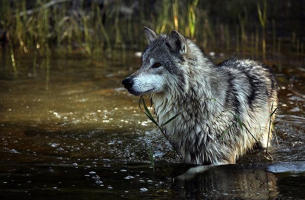  p>苔原狼 i>(学名:canis lupus albus) /i>是灰狼的一个亚种,属于