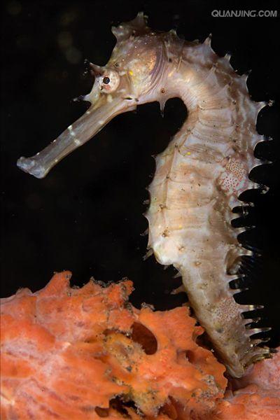  p>刺海马(学名: i>hippocampus histrix /i>)是海龙科,海马属动物.
