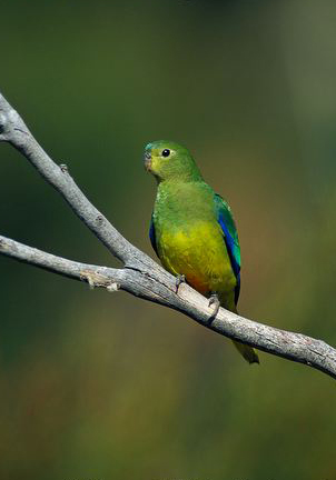  p>橙腹鹦鹉(学名:neophema chrysogaster),又名 a href="#" data