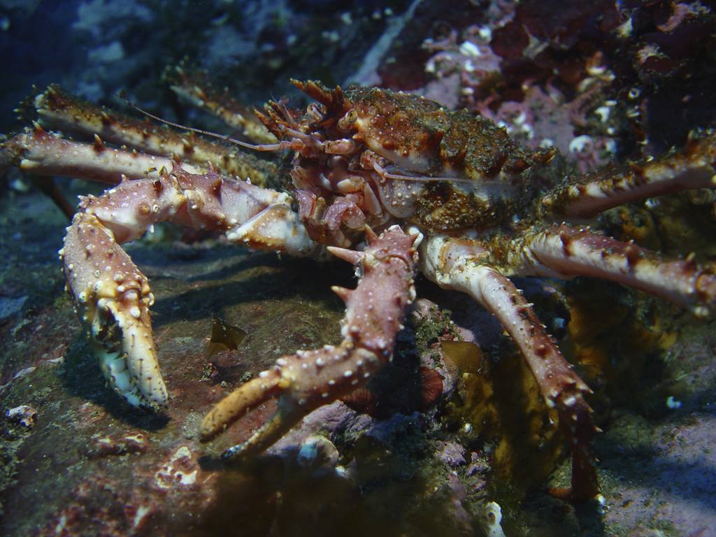 gnyxowchl6"> a target="_blank" href="/item/堪察加拟石蟹/6116839"