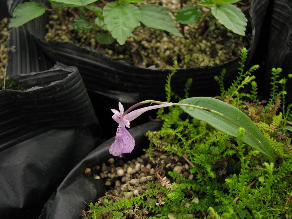  p>大花无柱兰(学名: i>amitostigma pinguiculum /i> (rchb. f.