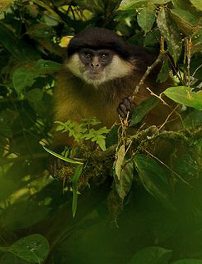 van benedens colobus