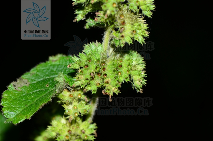 tome furcata /i> (link) kuntze)是唇形科簇序草属植物中的一个种