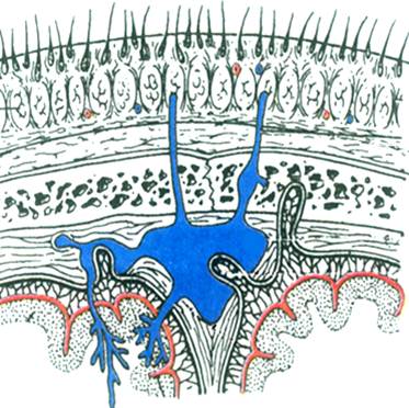  p data-id="gnx045q6qh">额顶枕区境界前为眶上缘,后为枕外隆凸和上