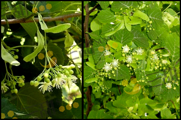  p>椴树( i>tilia tuan  /i>szyszyl.