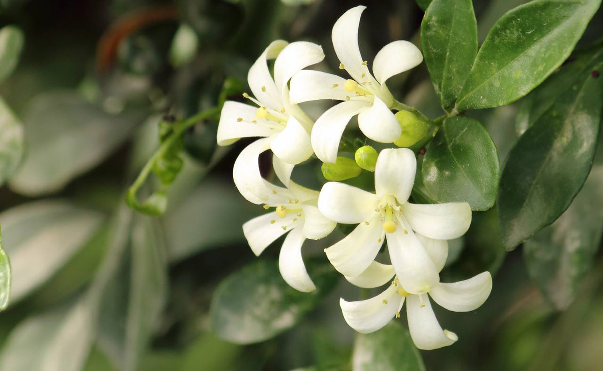  p>九里香(学名: i>murraya exotica /i>),又称: a target="_blank"