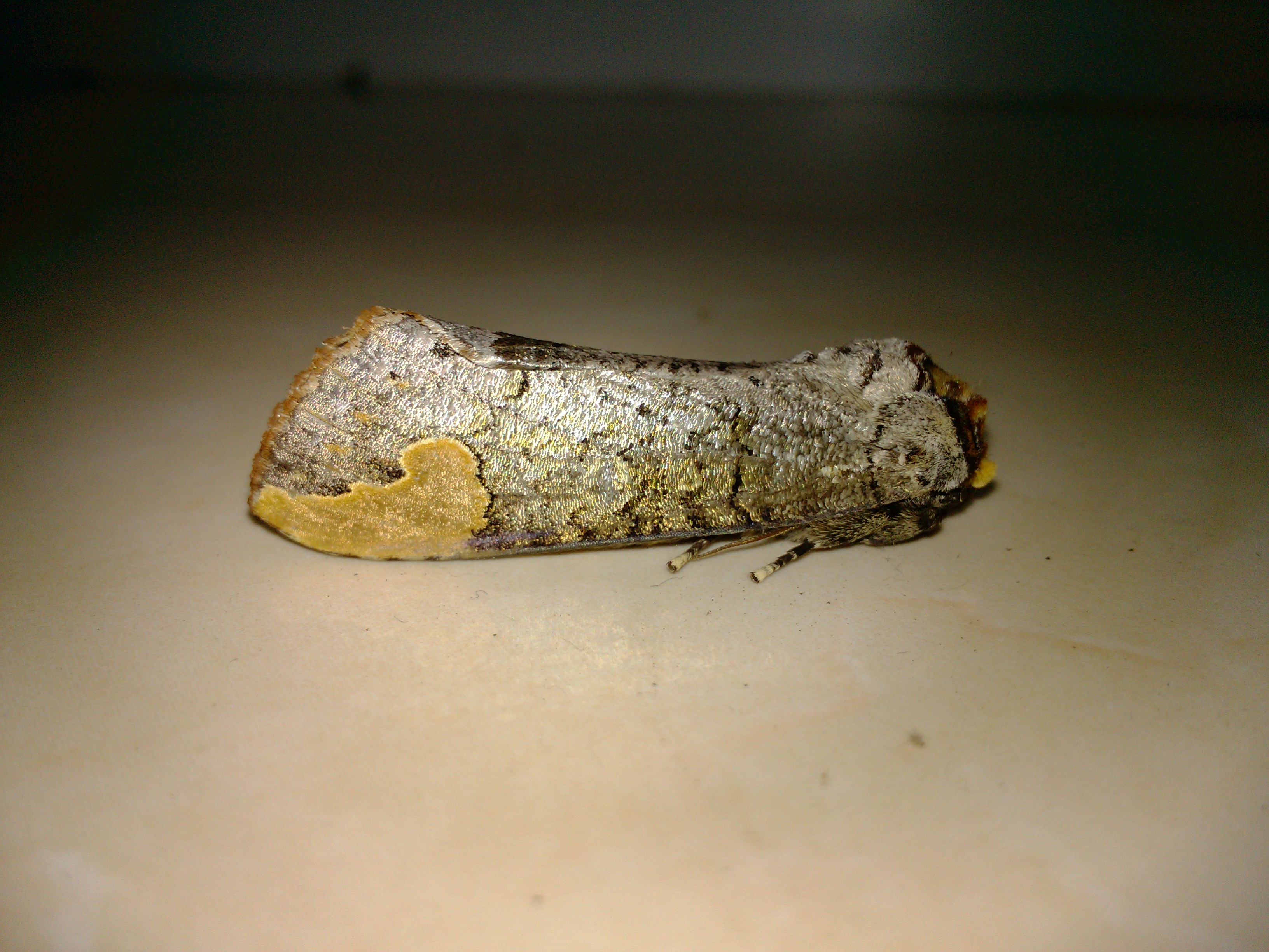  p>榆掌舟蛾( i>phalera takasagoensis /i>&nbsp;matsumura,1919