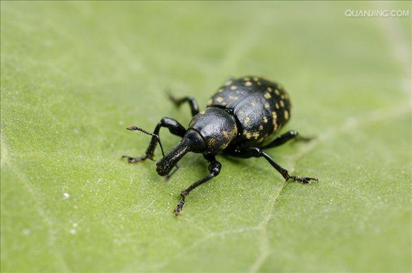  p>象鼻虫(elaeidobius kamerunicus)是 a href="#" data-lemmaid="