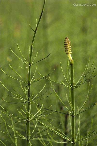 equisetum palustre l