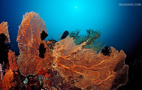 珊瑚礁