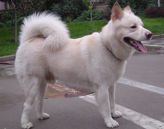  p>珍岛犬是过去 a href="#" data-lemmaid="3826">石器时代 /a>人们