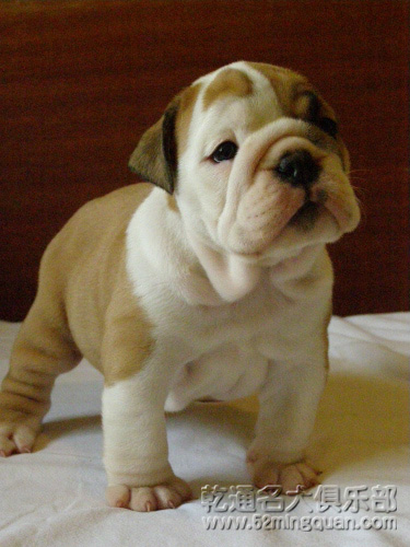 老式英国斗牛犬