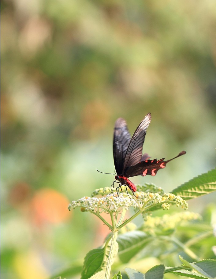 长尾凤蝶