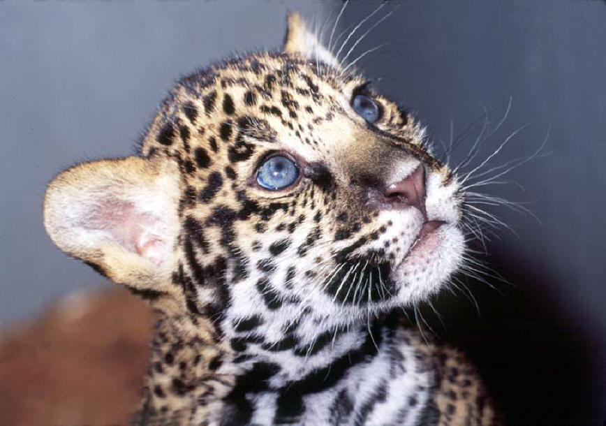  p data-id="tisryl4ghuvn">美洲豹是食肉目猫科豹属哺乳动物,又名