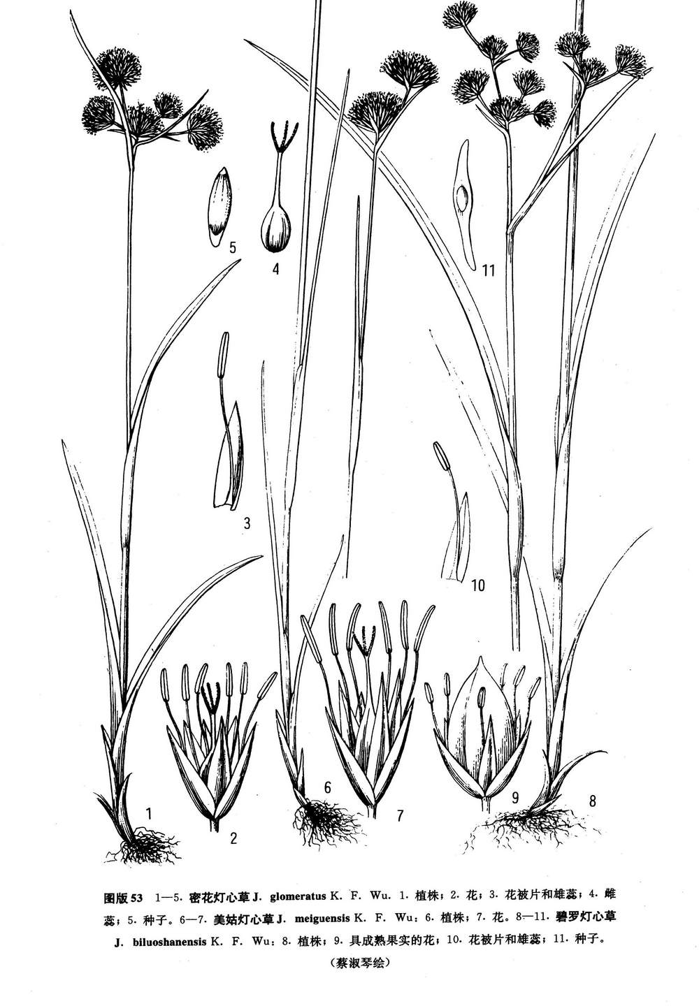 f. wu)是灯心草科灯心草属植物.