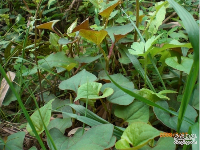 九节莲