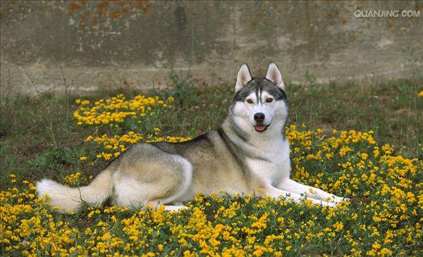 西伯利亚雪橇犬