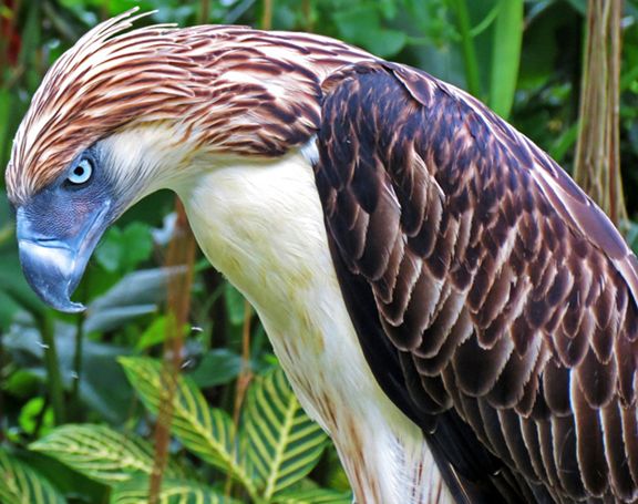  p>食猿雕(学名: i>pithecophaga jefferyi /i>):也称作菲律宾雕.