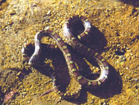  p>方花小头蛇,游蛇科小头蛇属物种,头背具有一"y"形斑纹;背面有一