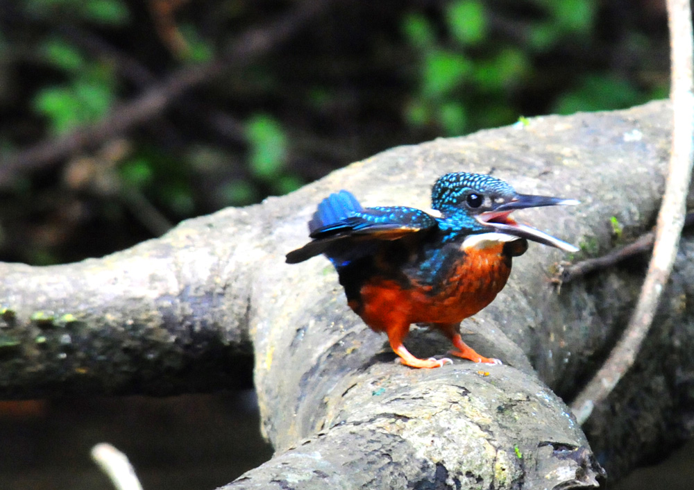 blyths kingfisher