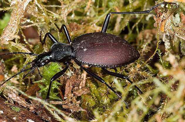  p>食蜗步甲(学名:scaphinotus angustic)是鞘翅目步甲科的 a href="