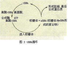 transfer ribonucleic acidtrna
