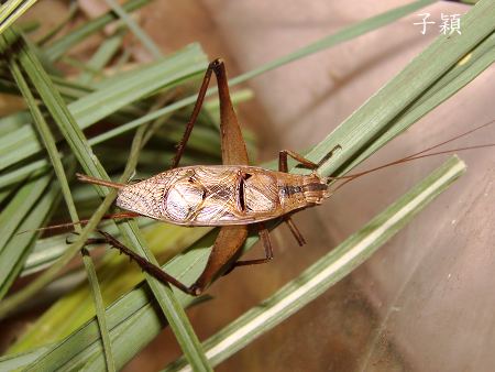 云斑金蟋